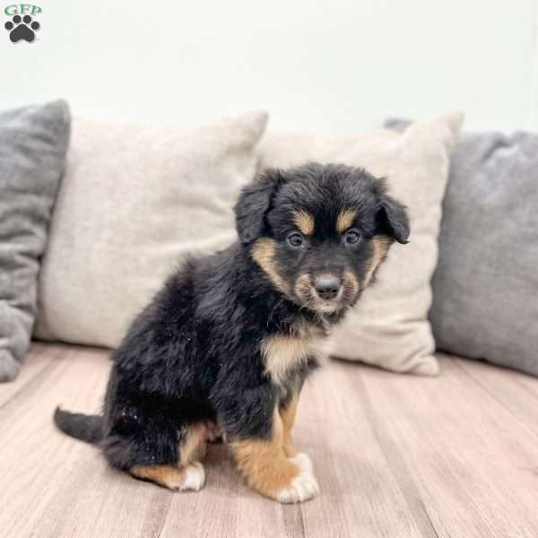 Oreo, Mini Aussiedoodle Puppy