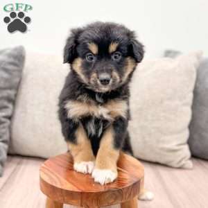 Oreo, Mini Aussiedoodle Puppy