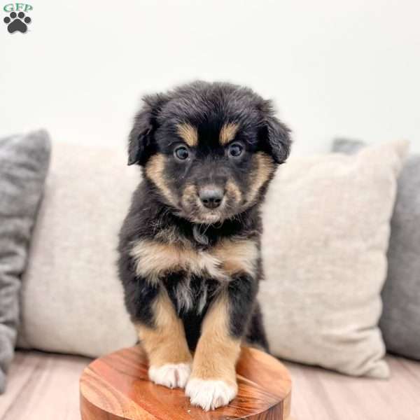 Oreo, Mini Aussiedoodle Puppy