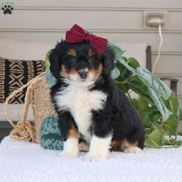 Rosa, Mini Bernedoodle Puppy