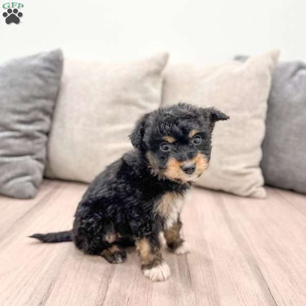 Rover, Mini Aussiedoodle Puppy