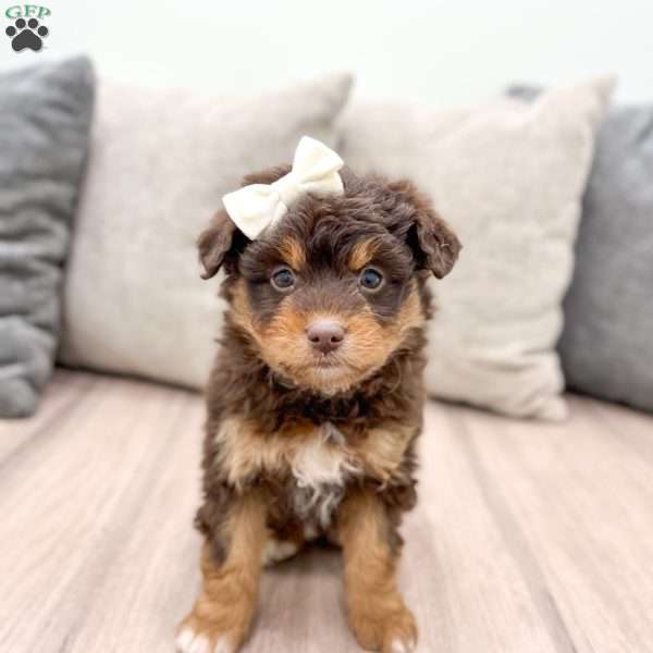 Dolly, Mini Aussiedoodle Puppy