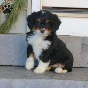 Rosa, Mini Bernedoodle Puppy