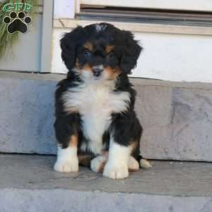 Rosa, Mini Bernedoodle Puppy