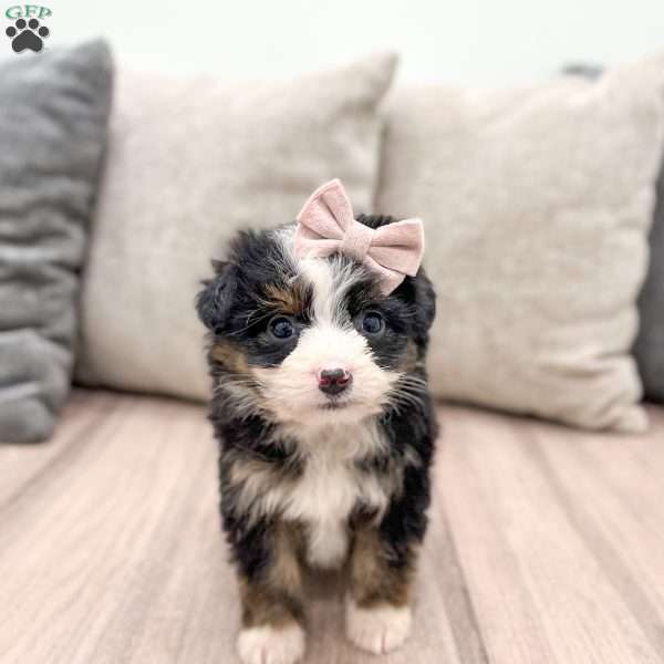 Marla, Mini Aussiedoodle Puppy