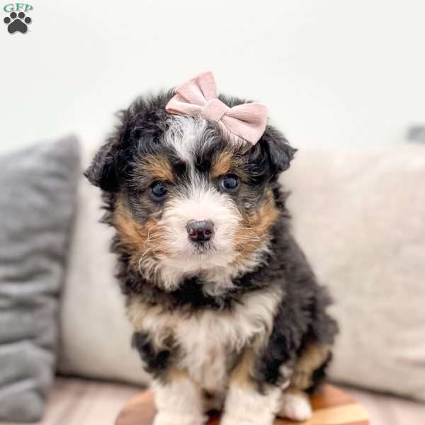 Daisy, Mini Aussiedoodle Puppy