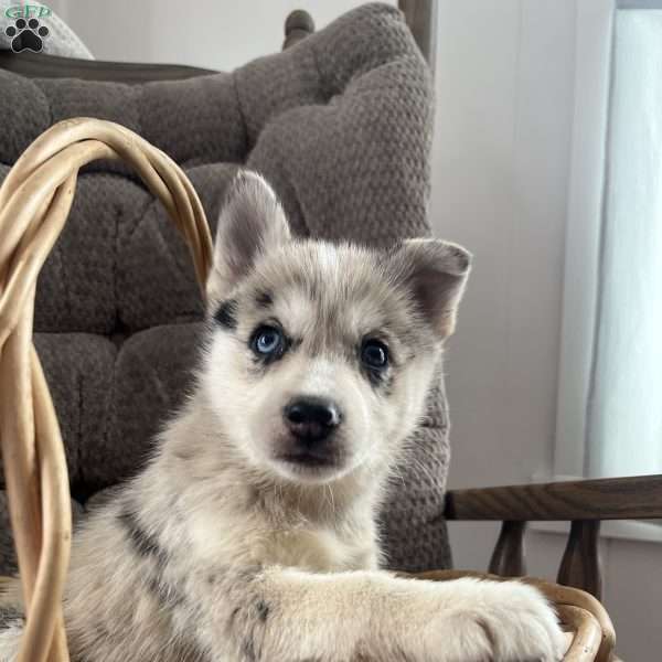 Kenny, Pomsky Puppy