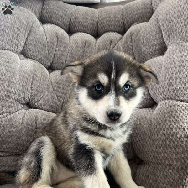 Korrie, Pomsky Puppy