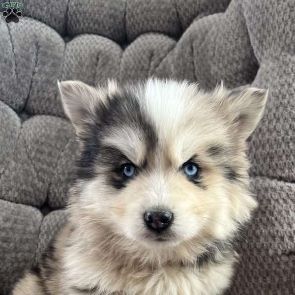 Kevin, Pomsky Puppy