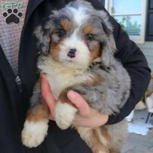 Ranger, Mini Bernedoodle Puppy