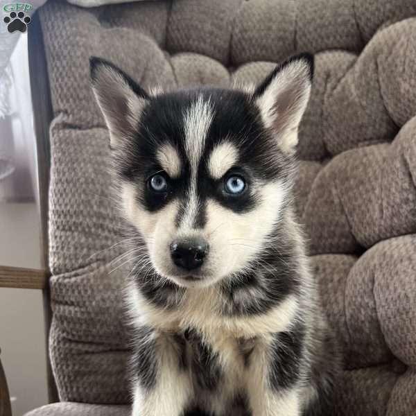 Kit, Pomsky Puppy