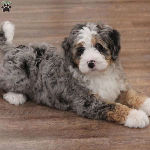 Tucker, Mini Bernedoodle Puppy