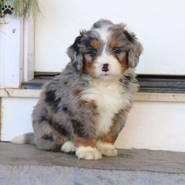 Ranger, Mini Bernedoodle Puppy