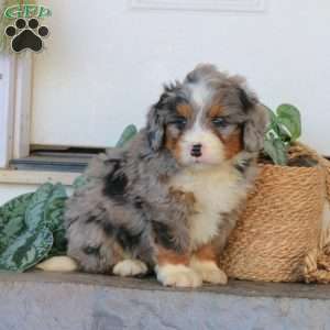 Ranger, Mini Bernedoodle Puppy