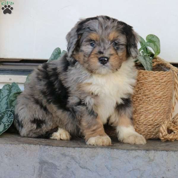 Rowan, Mini Bernedoodle Puppy