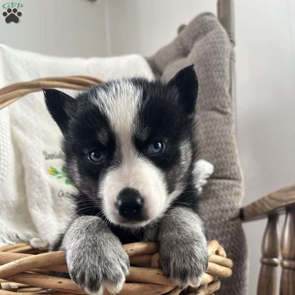 Max, Pomsky Puppy