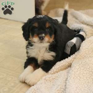 Rosa, Mini Bernedoodle Puppy