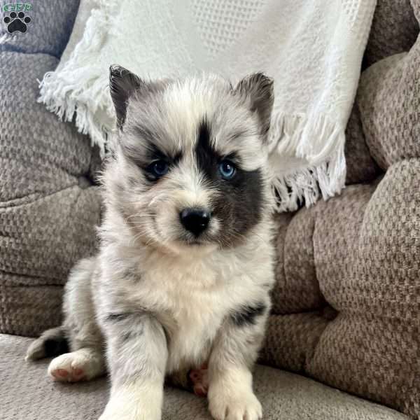 Moe, Pomsky Puppy