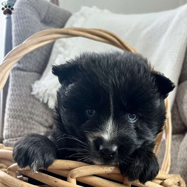 Macy, Pomsky Puppy