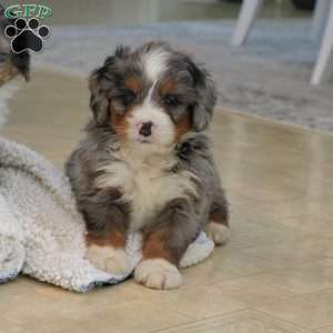 Ranger, Mini Bernedoodle Puppy