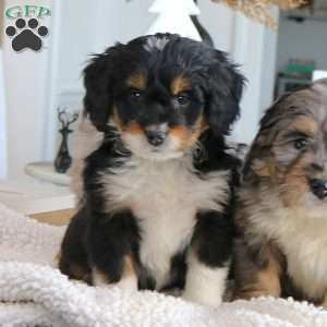 Rosa, Mini Bernedoodle Puppy