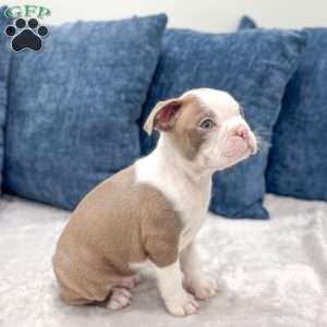 River, Boston Terrier Puppy