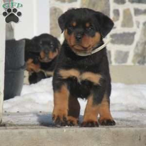 Taffy, Rottweiler Puppy