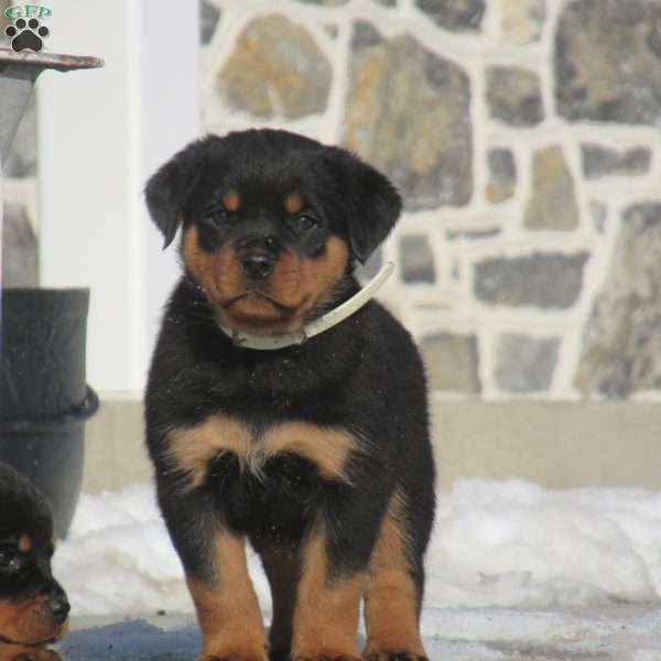 Taffy, Rottweiler Puppy