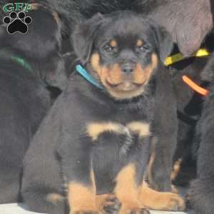 Trooper, Rottweiler Puppy