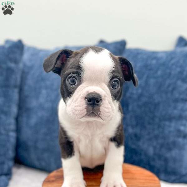 Lily, Boston Terrier Puppy