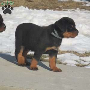 Trixie, Rottweiler Puppy