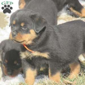 Tootsie, Rottweiler Puppy