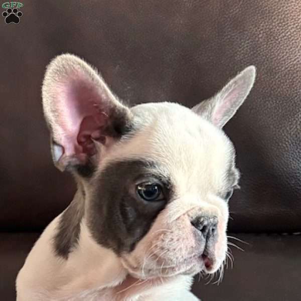 Bartholomew, French Bulldog Puppy