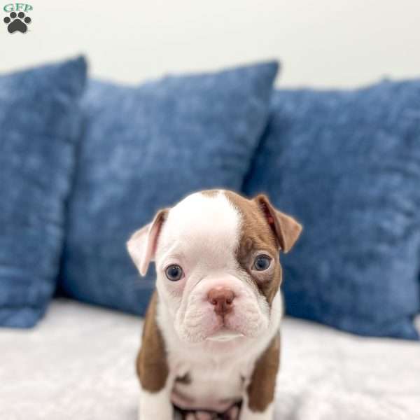 Oakley, Boston Terrier Puppy