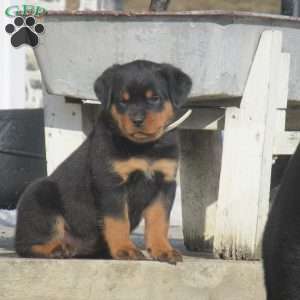 Taffy, Rottweiler Puppy