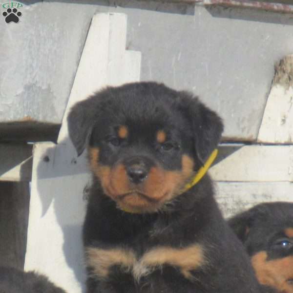 Tilly, Rottweiler Puppy