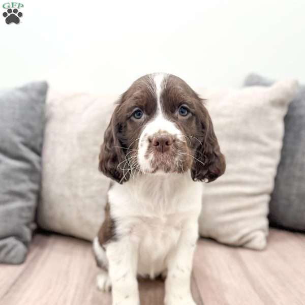 Sage, English Springer Spaniel Puppy