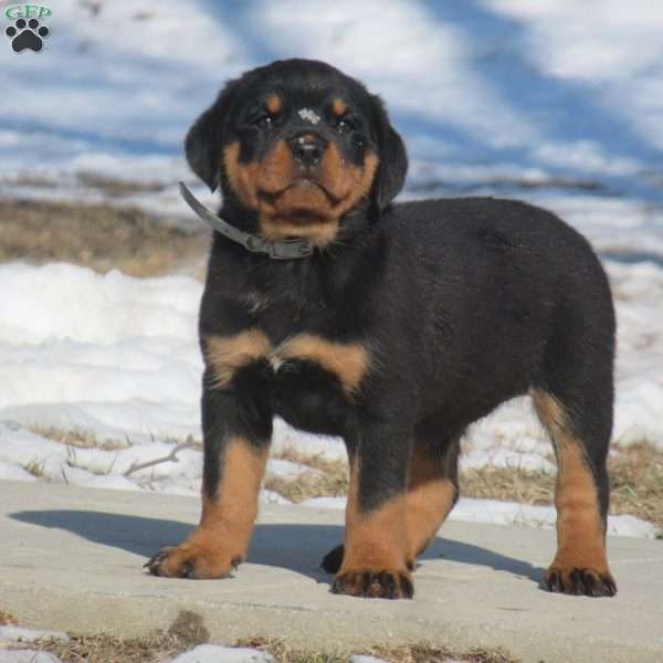 Trixie, Rottweiler Puppy