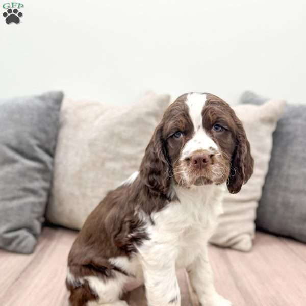 Callie, English Springer Spaniel Puppy