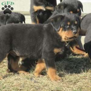 Trixie, Rottweiler Puppy