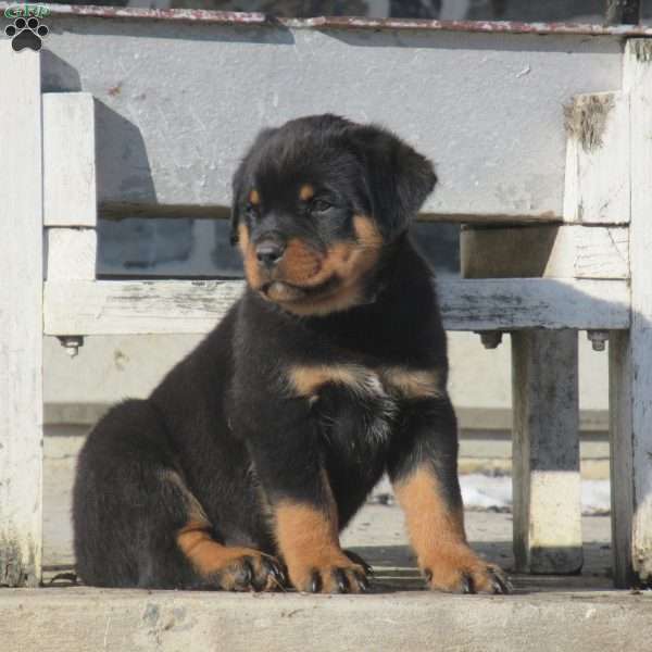 Trooper, Rottweiler Puppy