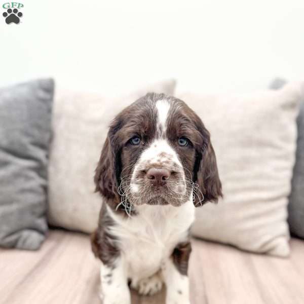 Macy, English Springer Spaniel Puppy