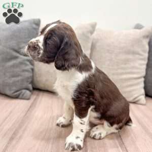 Macy, English Springer Spaniel Puppy