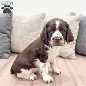 Macy, English Springer Spaniel Puppy