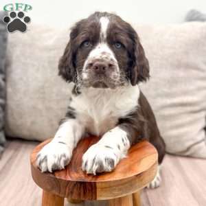 Macy, English Springer Spaniel Puppy