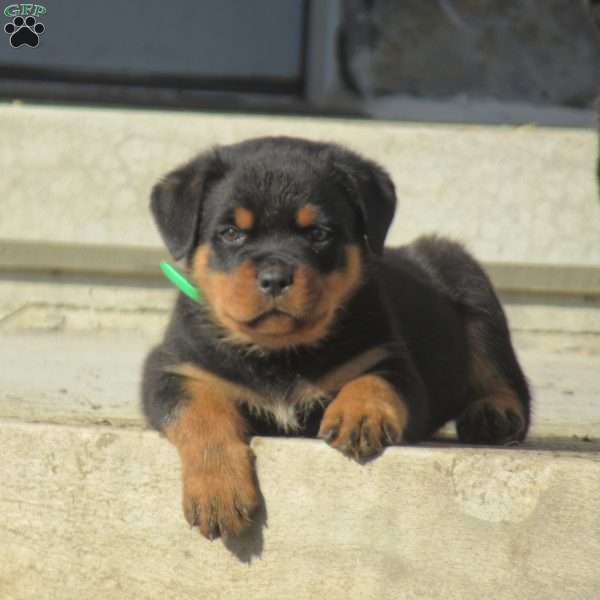 Turbo, Rottweiler Puppy