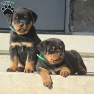 Trooper, Rottweiler Puppy