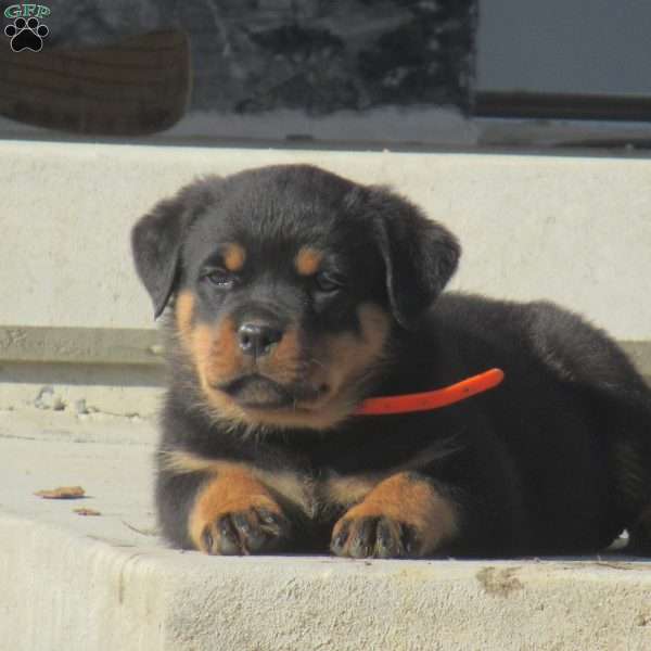 Tootsie, Rottweiler Puppy