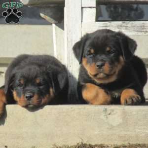 Trooper, Rottweiler Puppy