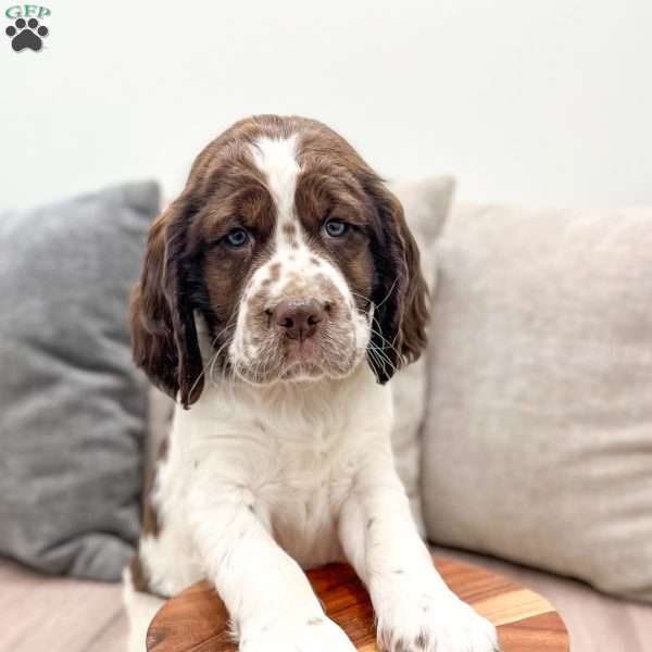 Roxy, English Springer Spaniel Puppy